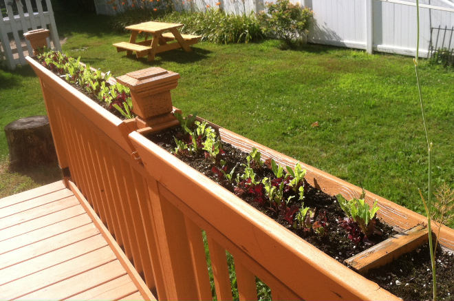  photo babygreens_zpsjukvegs8.jpg