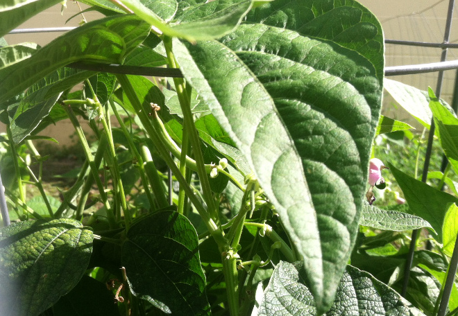 photo greenbeans_zpsagg0vgqg.jpg