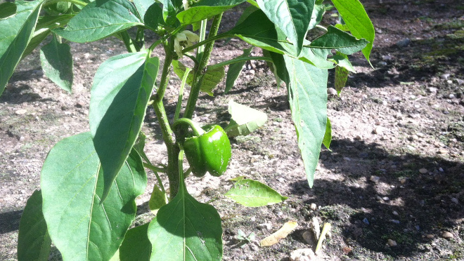  photo mypepper_zpstclqbejh.jpg